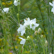 Platycodon ou Fleur-Ballon Florist White