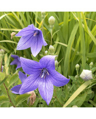 Polemonium caeruleum Blue Pearl