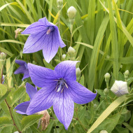 Platycodon ou Fleur-Ballon Mariesii blue