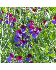 Monnaie-du-pape Violette