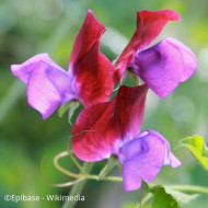 Pois de senteur Purple Pimpernel