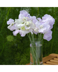 Pois de senteur Spencer Blue Ripple