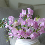 Pois de senteur Winter Sunshine Opal