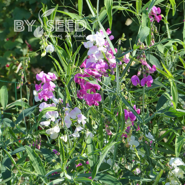Pois vivace Pearl Mix - Lathyrus latifolius