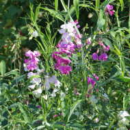 Pois vivace Pearl Mix - Lathyrus latifolius