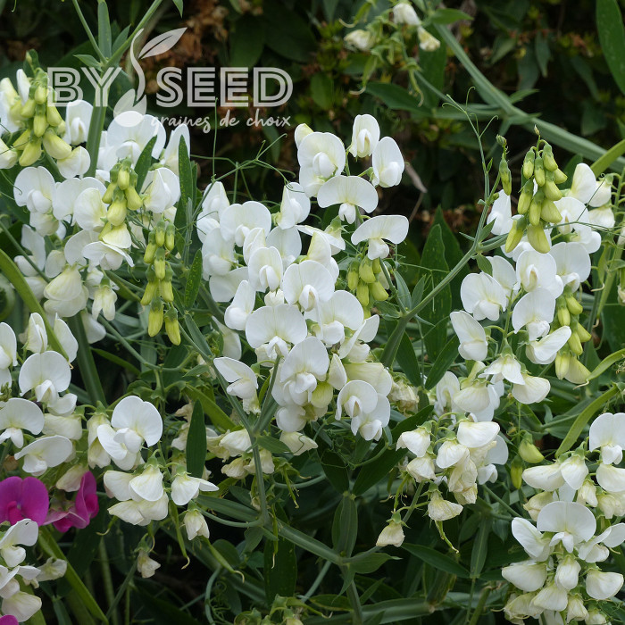 Pois vivace White Pearl - Lathyrus latifolius