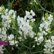 Pois vivace White Pearl - Lathyrus latifolius