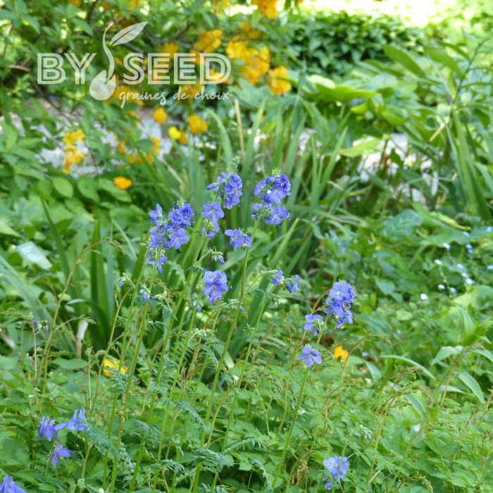 Polemonium caeruleum Blue Pearl