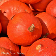 Potimarron Uchiki Kuri (Potimarron)
