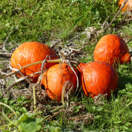 Potimarron Uchiki Kuri (Potimarron)
