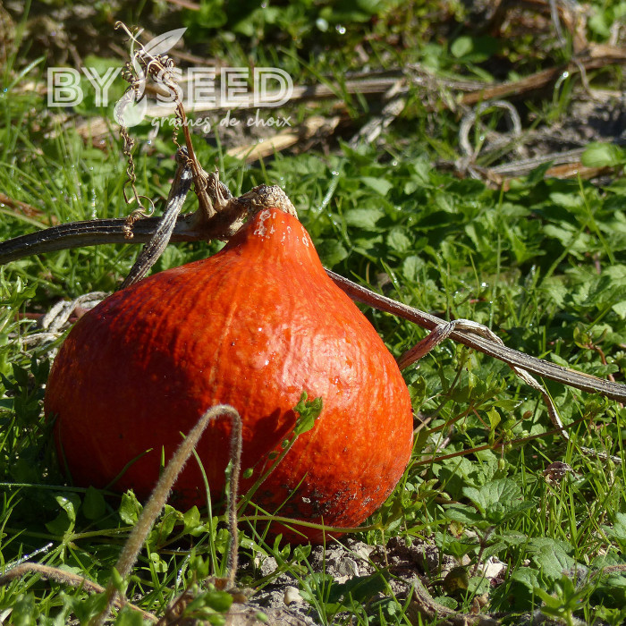 Potimarron Uchiki Kuri (Potimarron)