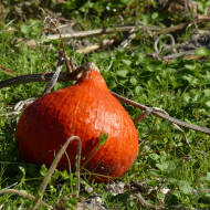 Potimarron Uchiki Kuri (Potimarron)
