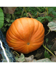 Potimarron Uchiki Kuri (Potimarron)