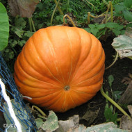 Potiron Atlantic Giant (courge géante)
