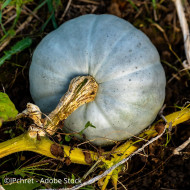 Potiron Bleu de Hongrie (Nagybodosi)