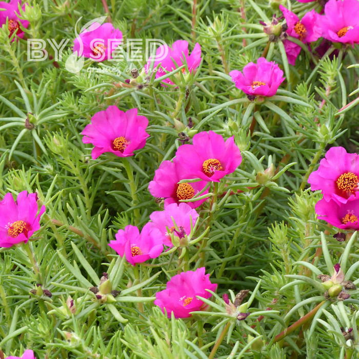 Pourpier à grandes fleurs Single Ruby