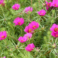 Pourpier à grandes fleurs Single Ruby