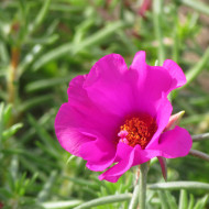 Pourpier à grandes fleurs Single Ruby