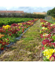 Pourpier à grandes fleurs Single Ruby
