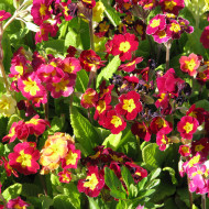 Primevère des jardins Giant Mix