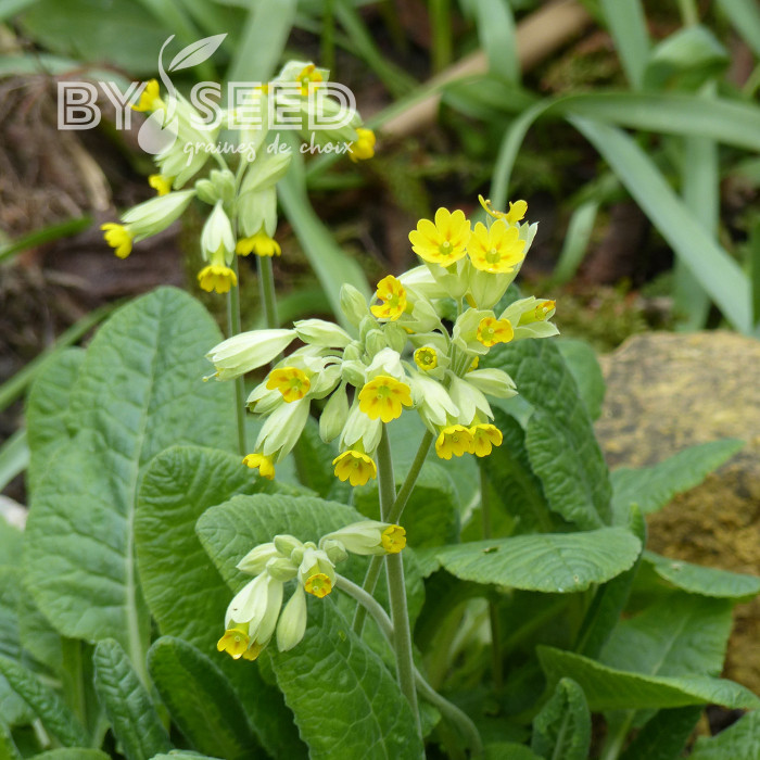 Primula veris Coucou (fleur sauvage)