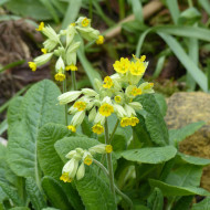 Primula veris Coucou (fleur sauvage)