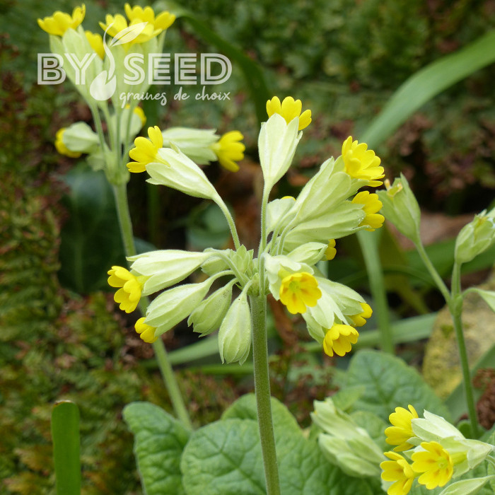 Primula veris Coucou (fleur sauvage)