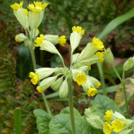 Primula veris Coucou (fleur sauvage)