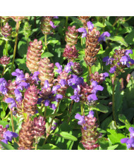 Renouée orientale Cerise Pearls - Persicaria orientalis
