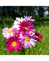 Rose d'Inde haute Crackerjack Mix