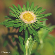 Reine-Marguerite Hulk