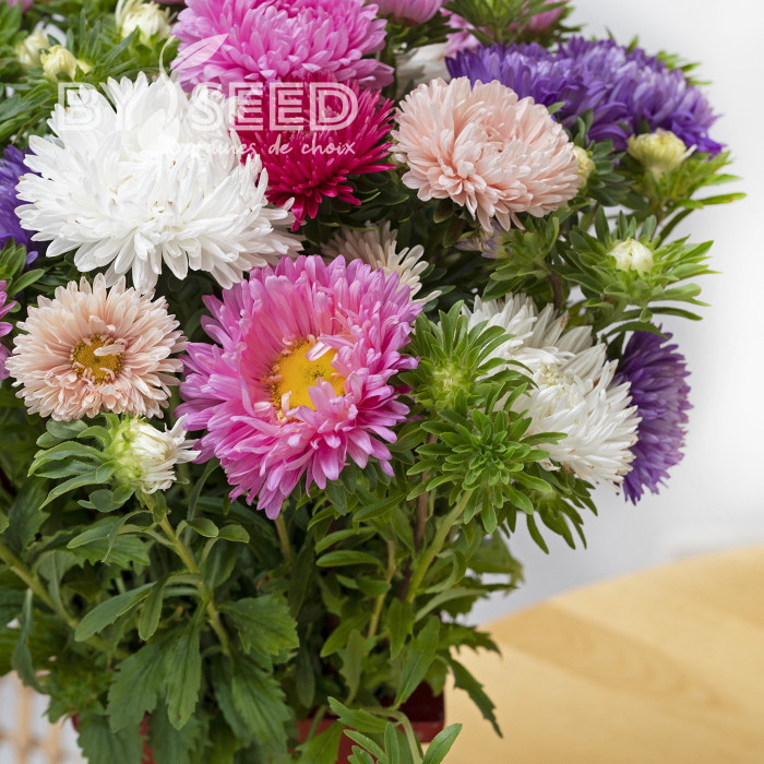 Reine-Marguerite King Size Mix
