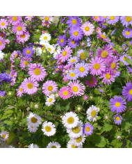 Reine-Marguerite King Size Mix