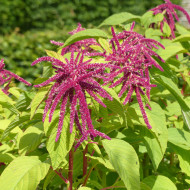 Amarante queue-de-renard Red Cascade