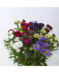 Reine-Marguerite Matsumoto Light Blue