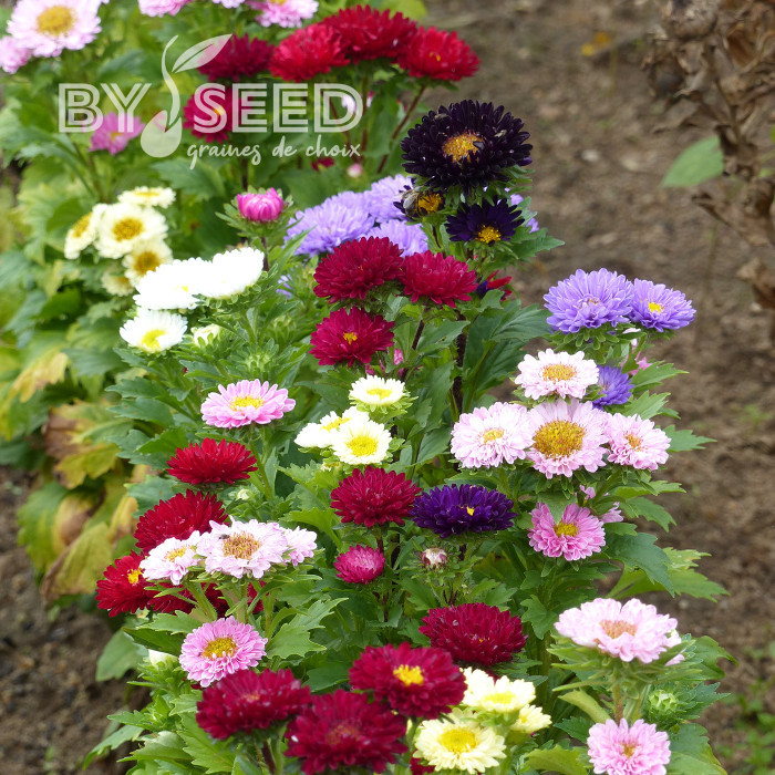 Reine-Marguerite Matsumoto Formula Mixture