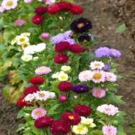 Reine-Marguerite Matsumoto Formula Mixture