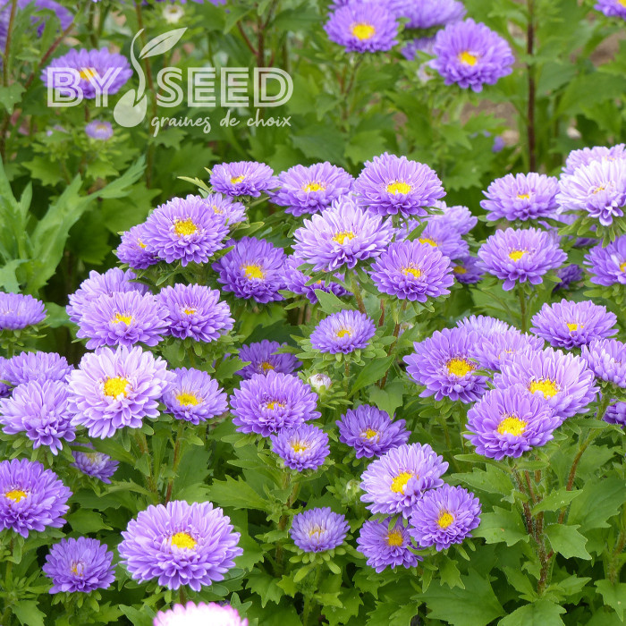 Reine-Marguerite Matsumoto Light Blue