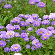 Reine-Marguerite Matsumoto Light Blue