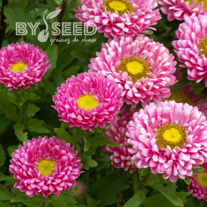 Reine-Marguerite Matsumoto Pink