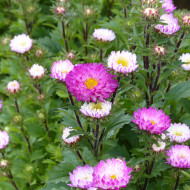 Reine-Marguerite Matsumoto Pink Tipped White