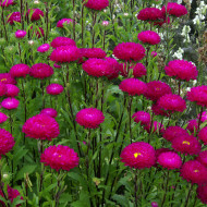 Reine-Marguerite Matsumoto Rose