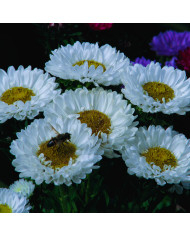 Reine-Marguerite Matsumoto Scarlet