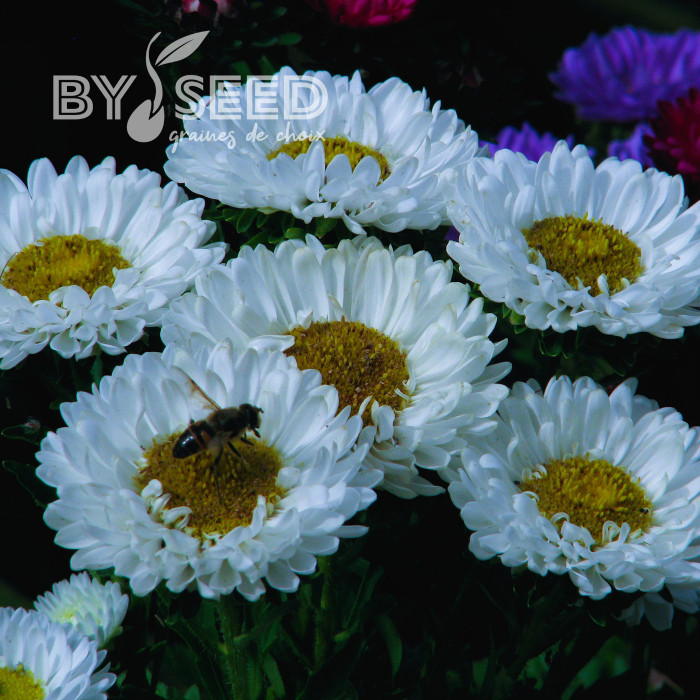 Reine-Marguerite Matsumoto White