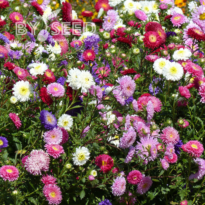 Reine-marguerite Princess Mix