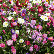 Reine-marguerite Princess Mix
