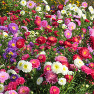 Reine-marguerite Princess Mix