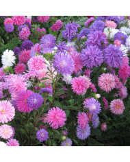 Reine-Marguerite Standy® Mix