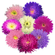 Reine-Marguerite Standy® Mix