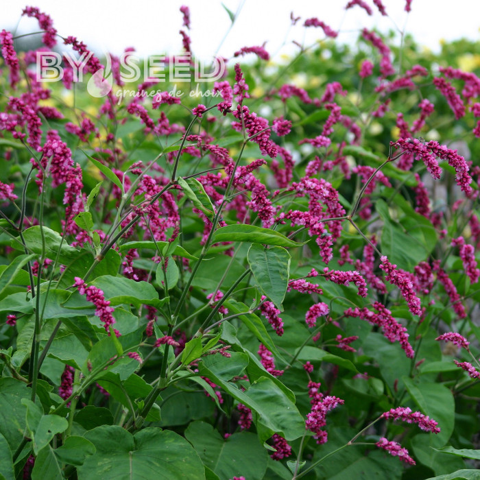 Renouée orientale Cerise Pearls - Persicaria orientalis